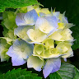 Meet your Posher, Joclyn